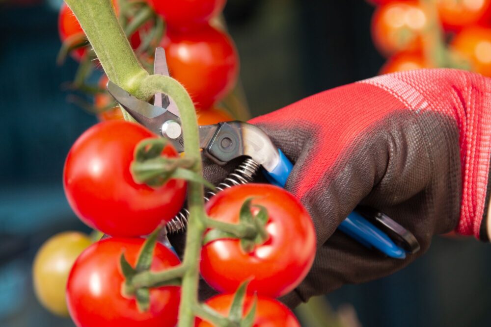 Une superbe paire de ciseaux à fruits